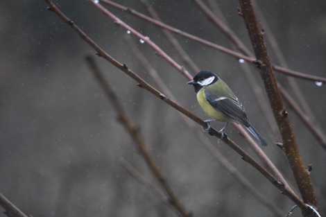 Great tit